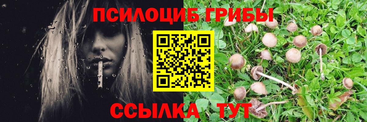 Нефтекумск  где купить наркоту  Вход с VPN  Псилоцибиновые грибы Cubensis 